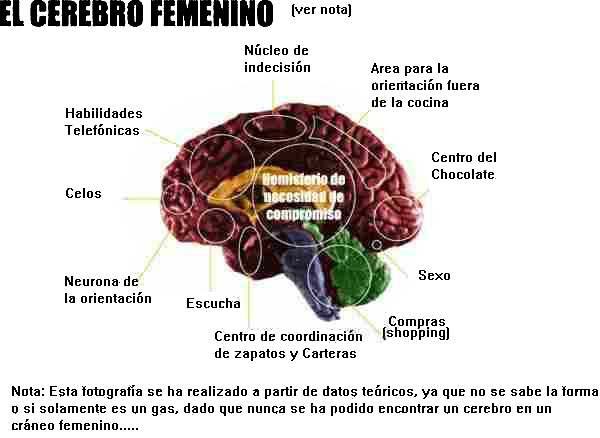 Su cerebro II
